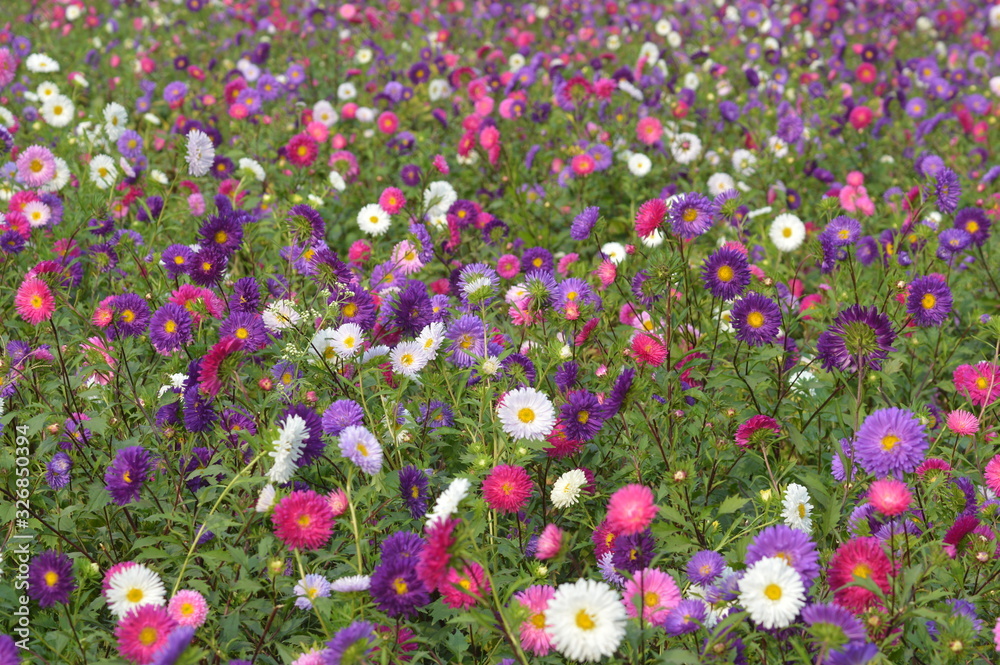 Fotografie colorful aster flower garden