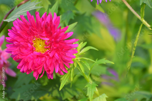 pink color aster flower with soft green background