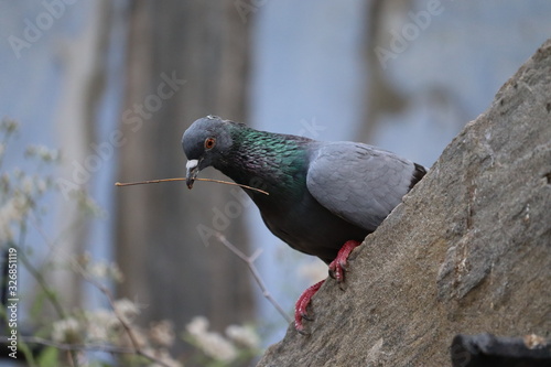 A pregnant pigeon collecting dry grass stick for nest