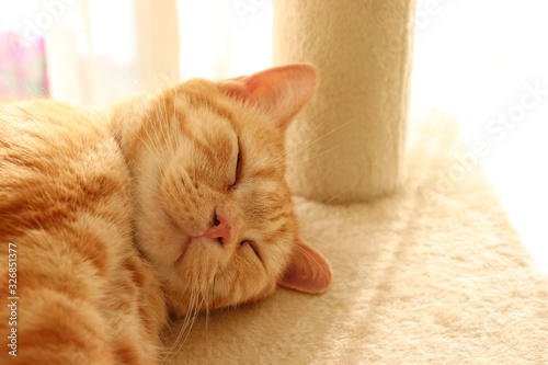 レッドタビーの寝顔猫アメリカンショートヘア