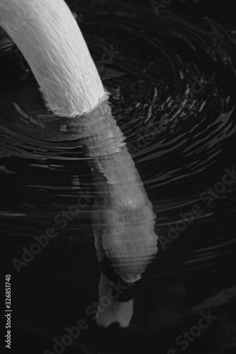 swan dive underwater