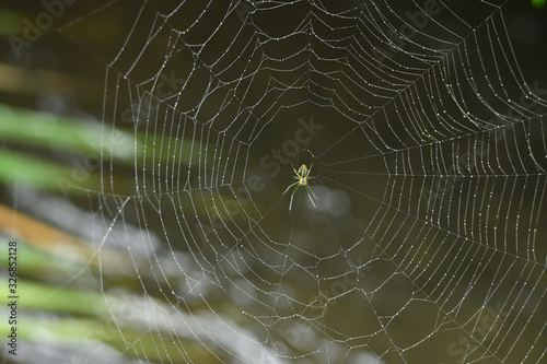 蜘蛛の巣,spider web