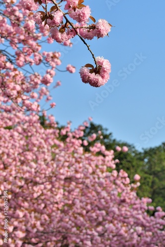 八重桜,Double cherry biossom photo