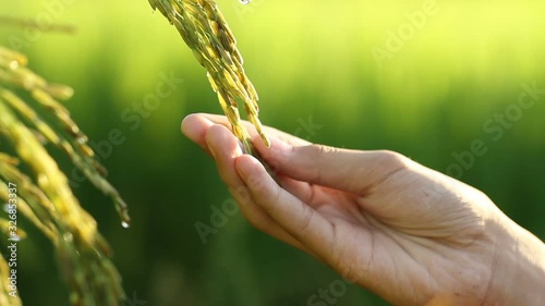 Hand of asian farmer looking his crop product rice paddy at organic farm with green nature background. Agriculture and Bio control technology or non toxic food and with unuse pesticide farm concept. photo