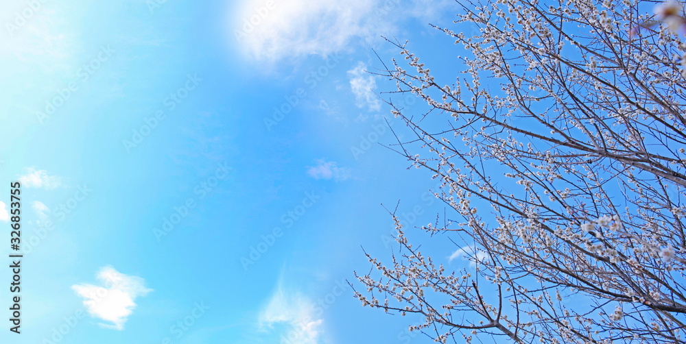 twig of blooming plum tree with pink flowers. seasonal floral background twig of blooming plum tree with pink flowers. seasonal floral background