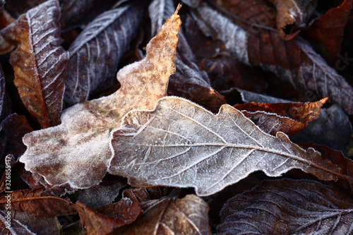 The fallen oak leaves in hoarfrost crystals lit with a sunlight. Nearby others lie brown color leaves.