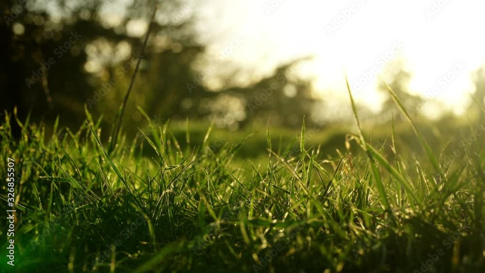 Green grass reflecting yellow sun light in the afternoon on a windy day Green grass reflecting yellow sun light in the afternoon on a windy day