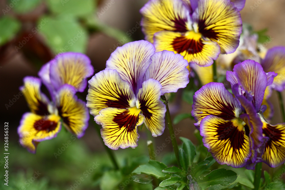 Fototapeta premium Bright flowers of a viola with an improbable combination of paints on petals among green leaves.