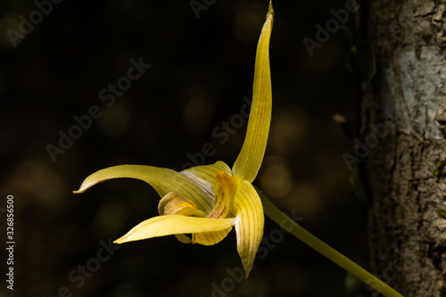 Bulbophyllum siamense orchid flower photo