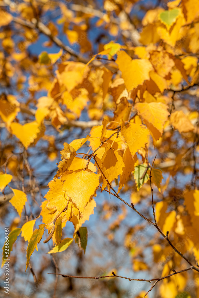 Yellow birch leaves on a tree close-up.