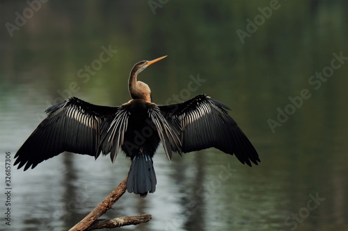 Canvas-taulu Oriental Darter with full Wingspan