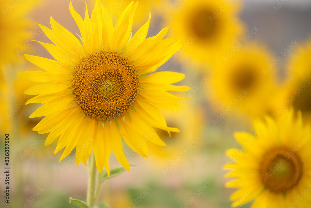 Sunflower field,Sunflower natural background. Sunflower blooming. Close-up of sunflower