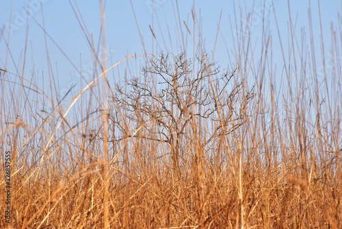 Dry tree and dead grass on blue sky in dry season