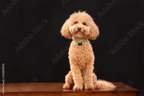 poodle small dog in studio black background