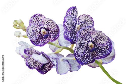 Violet Vanda Orchid Flowers Isolated on White Background