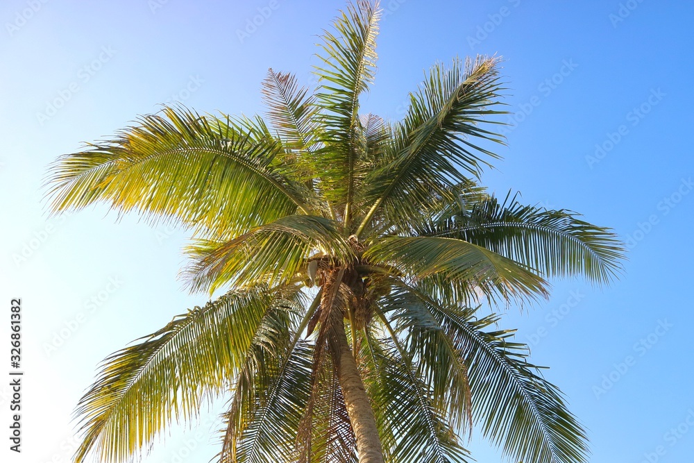 palm tree with blue sky