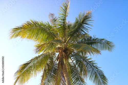 palm tree with blue sky