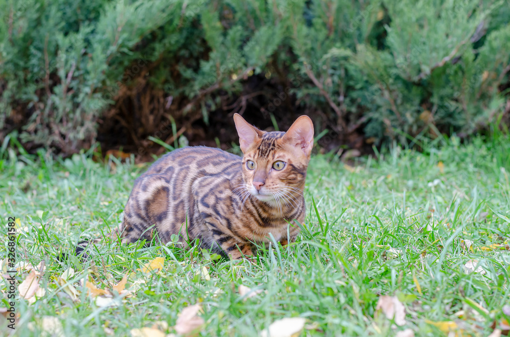 A cute young striped Bengal kitten with green eyes walks on an autumn green-yellow lawn.