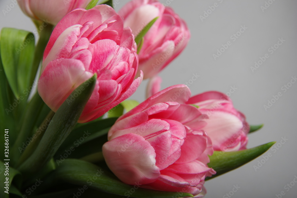 Yellow red tulips bouquet on gray background Yellow red tulips bouquet on gray background