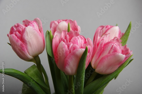 Yellow red tulips bouquet on gray background