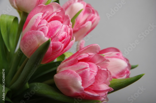 Yellow red tulips bouquet on gray background