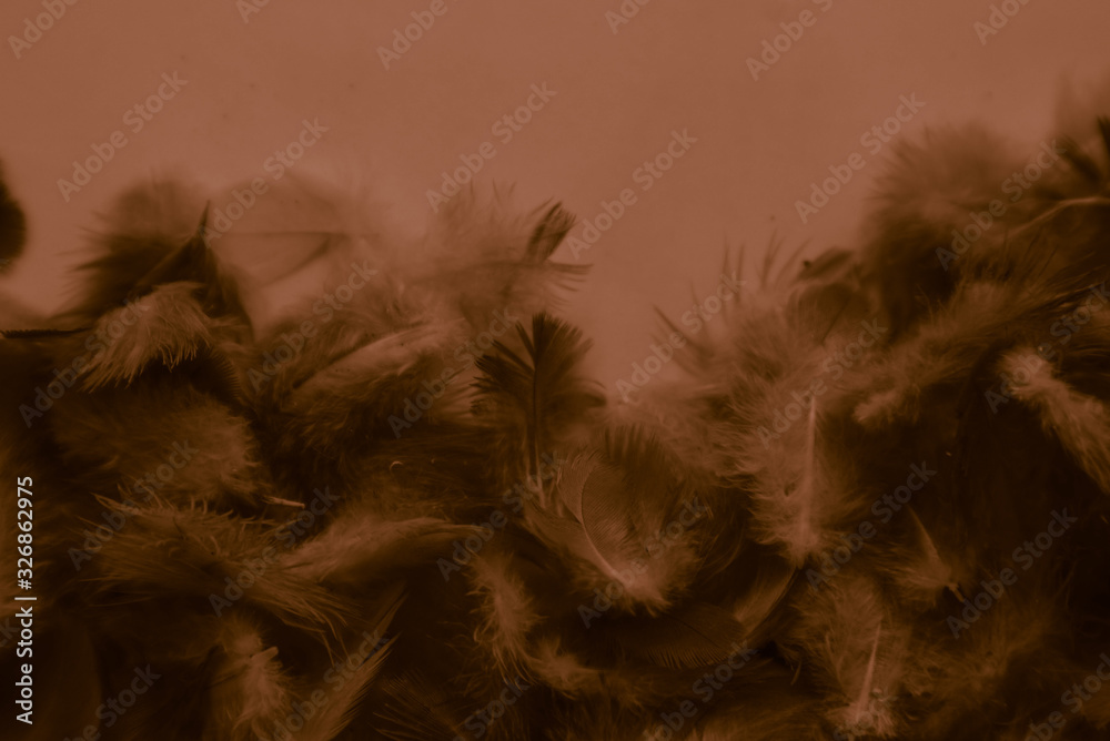 Beautiful abstract colorful yellow and brown feathers on white background and soft white feather texture on brown pattern and light red background Beautiful abstract colorful yellow and brown feathers on white background and soft white feather texture on brown pattern and light red background