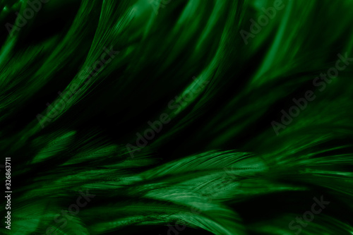 Beautiful abstract white and green feathers on darkness background and colorful soft light green yellow and white feather texture pattern