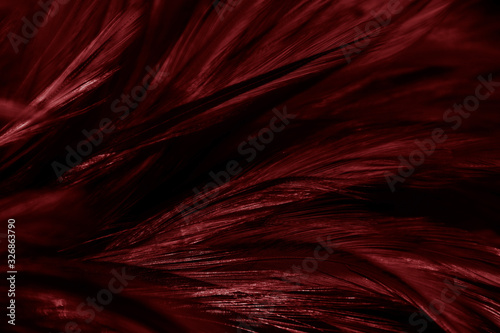 Beautiful abstract colorful red feathers on black background and soft white feather texture on white pattern and light pink background