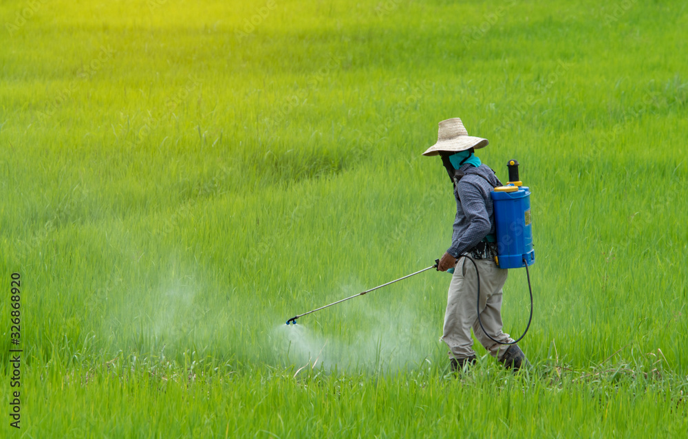 farmer spraying pesticide in the rice field.