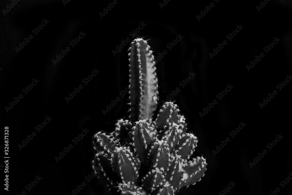 Cactus black and white, abstract natural pattern background and textures, cactus echinopsis.