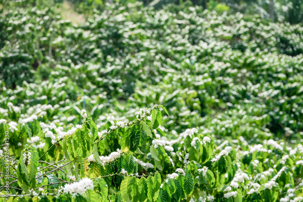 Coffee tree blossom with white color flower close up view