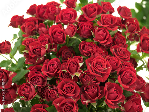 赤いバラ赤いバラ, バラ, 薔薇, ばら, 花, フラワー, お花, きれい, 植物, 咲く, ローズ, 赤, 日本, 白バック, スタジオ撮影, スタジオ, 切花, 切り花, 花びら, 生花, フラワーショップ, 花屋, 赤色, 赤い花, 赤い薔薇, 生け花 