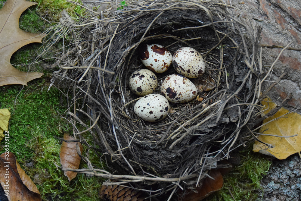 speckled eggs in the nest speckled eggs in the nest