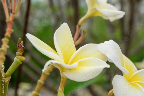 frangipani flowers