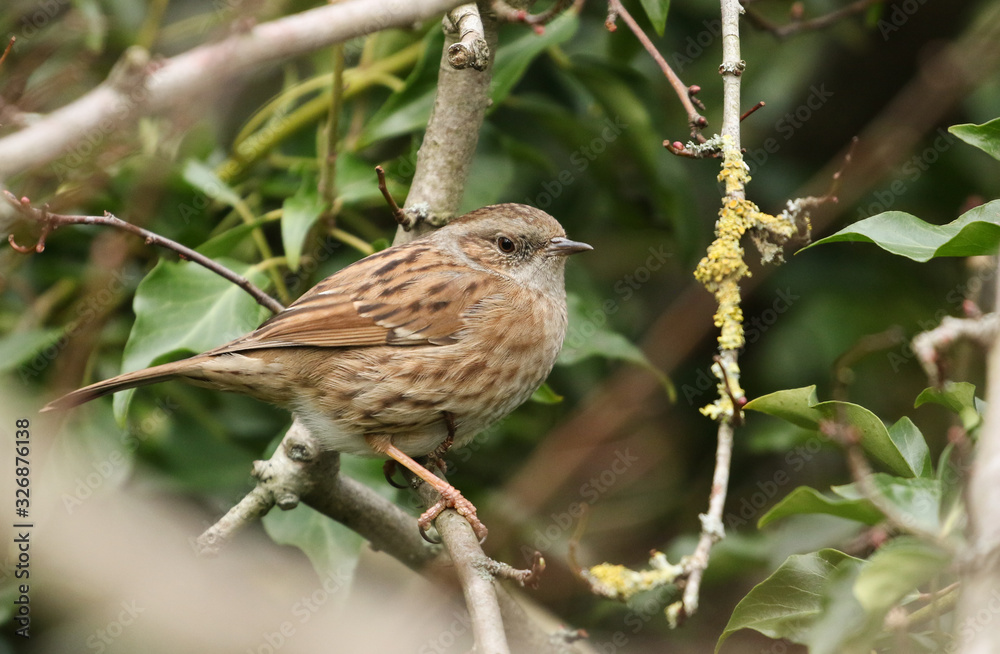 A pretty Dunnock, Prunella modularis, or Hedge Sparrow perching on a branch of a tree. A pretty Dunnock, Prunella modularis, or Hedge Sparrow perching on a branch of a tree.