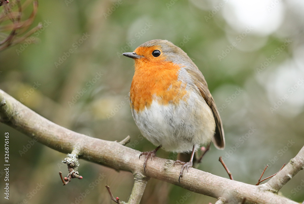 A pretty Robin, Erithacus rubecula, perching on a branch of a tree.