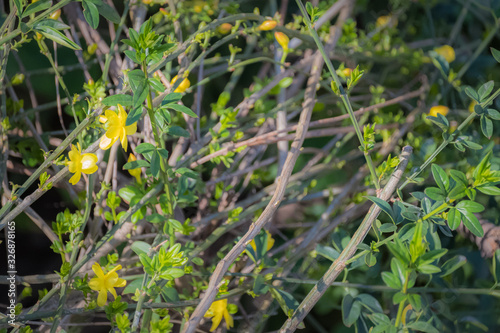 Yellow jasmine blossoms in sun