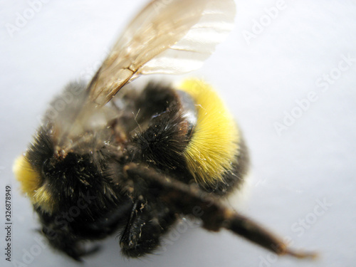 Dead bee close-up. The dead bumblebee wasp bee. photo