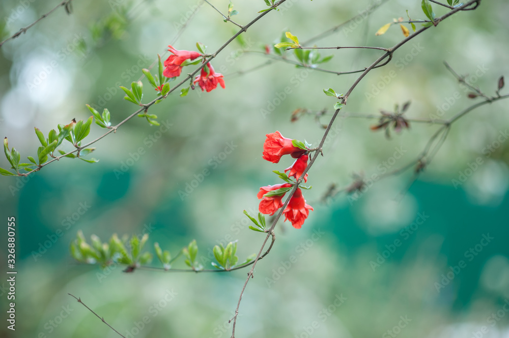 pomegranate flowers on a branch in the garden pomegranate flowers on a branch in the garden