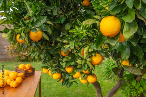 Orange fruits close up. Orange tree bearing full grown fruits.