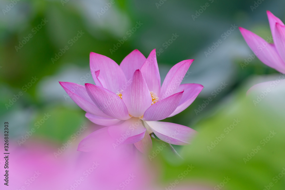 Close up of a single pink lotus flower Close up of a single pink lotus flower