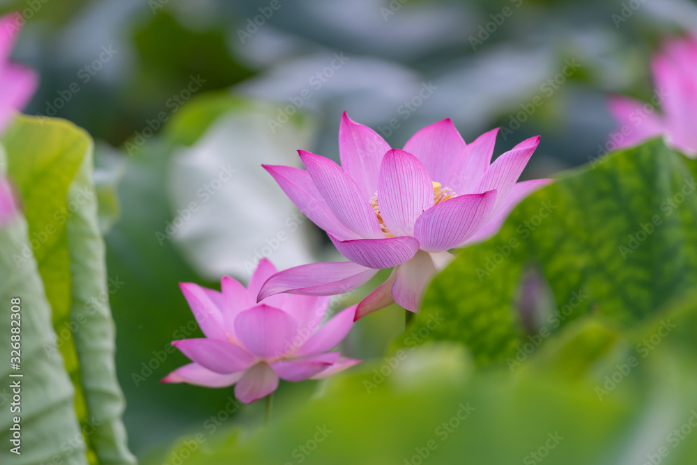 Close up of a single pink lotus flower