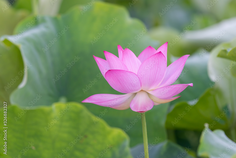 Close up of a single pink lotus flower Close up of a single pink lotus flower