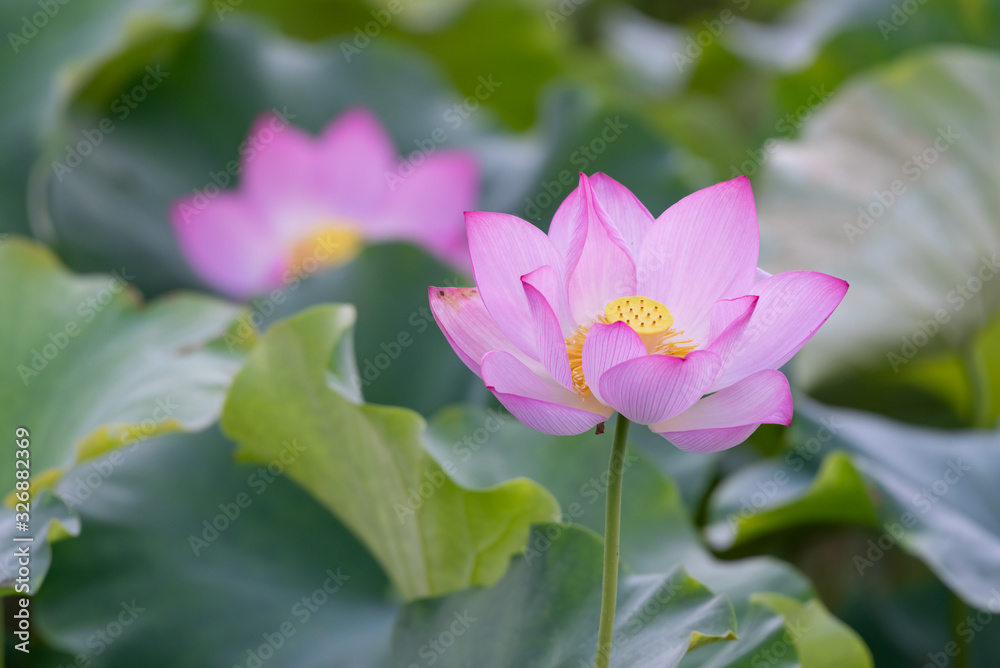 Close up of a single pink lotus flower