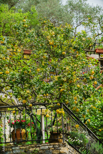 lemon trees in the Italy