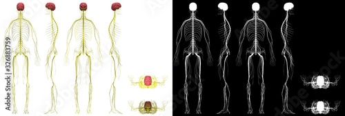 Human Anatomy Male Nervous System