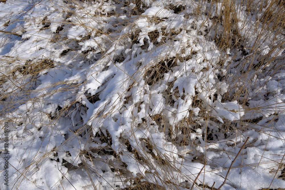 Winter, snow, trees, landscape
