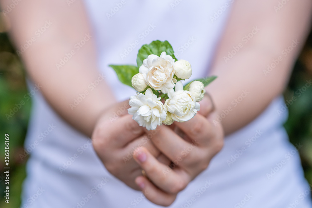 Woman's hands holding Jasminum sambac, Arabian Jasmine, fragrant Flower in garden. Woman's hands holding Jasminum sambac, Arabian Jasmine, fragrant Flower in garden.