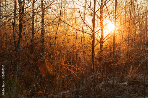sun light through frozen branches at dawn