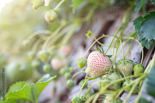 Green and red strawberries in agricultural plots create growth awaiting harvest.